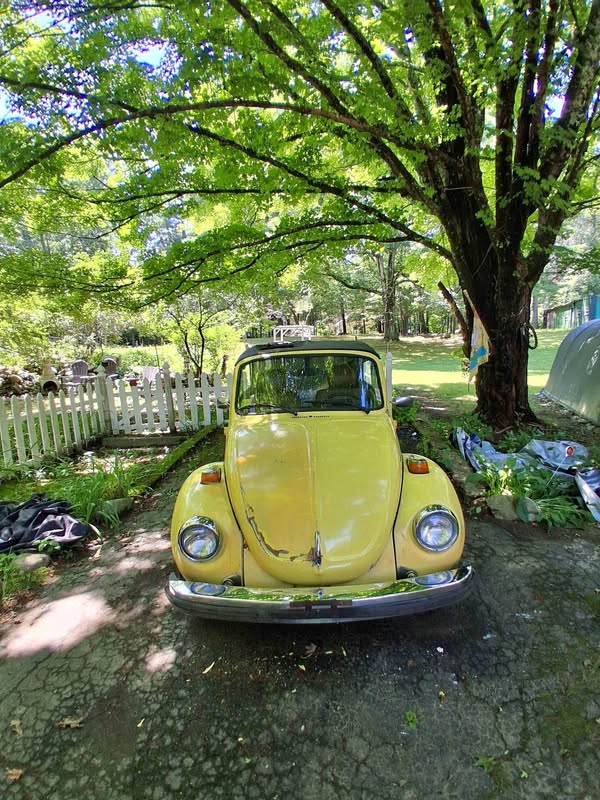 1979 Volkswagen Beetle #PinkBeetle Convertible 2D