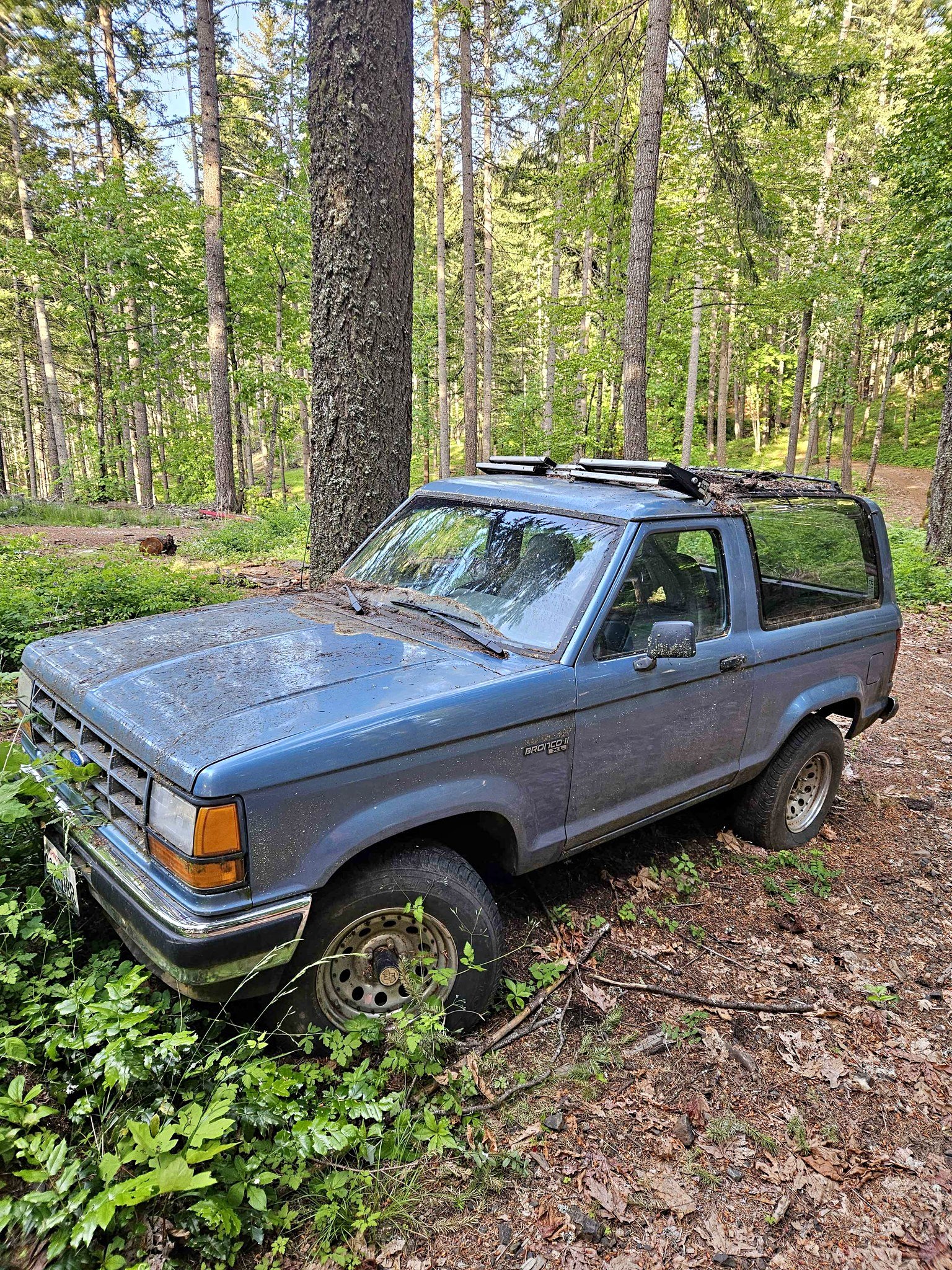 1981 Ford Bronco - Sport Utility 2D