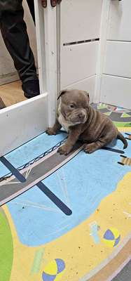 2020 BMW M4 - Convertible 2D