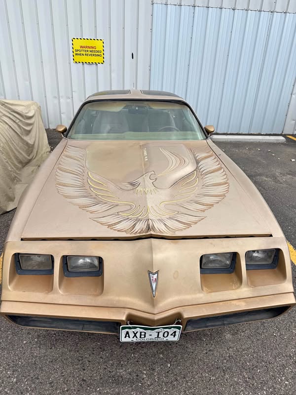 1981 Pontiac Firebird - Trans Am Coupe 2D