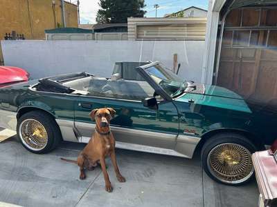 1992 Ford Mustang - Do body