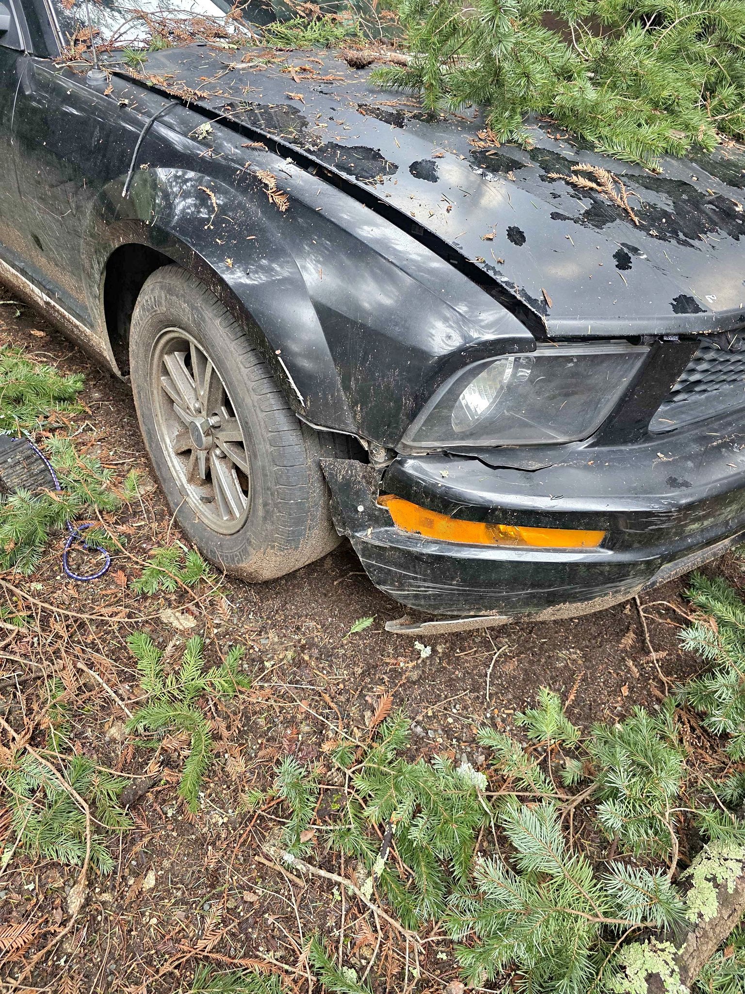 2006 Ford Mustang - Coupe 2D