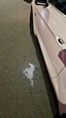 2017 Ford Mustang - GT 50 Years Limited Edition Coupe 2D